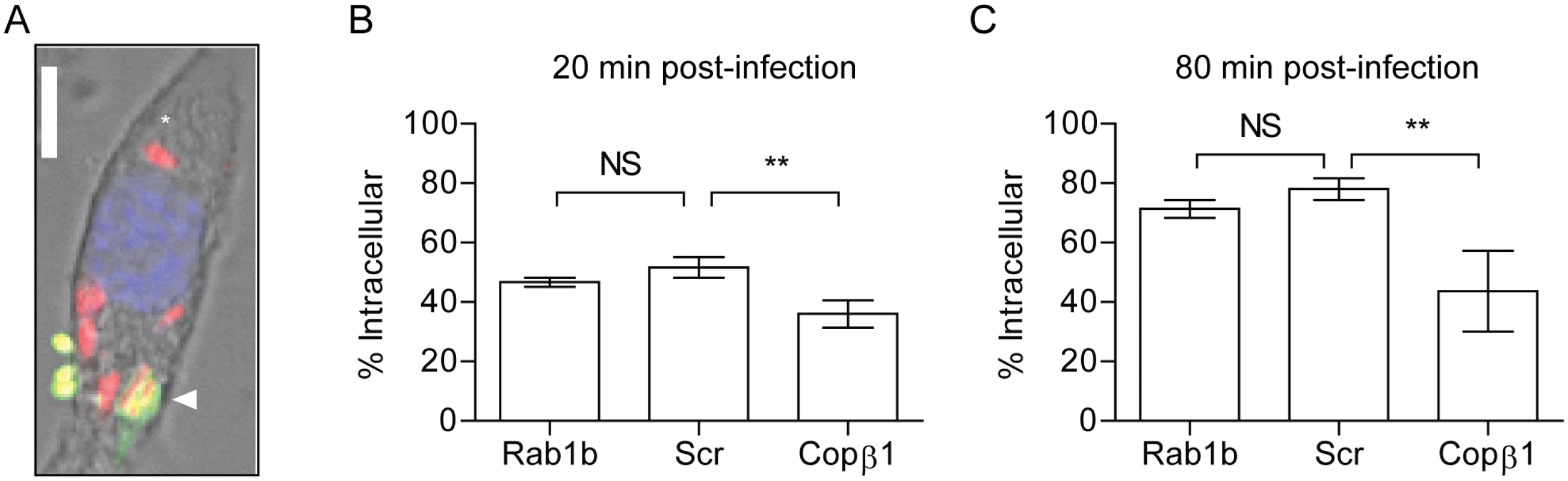 Rab1b knockdown does not impact <i>Y</i>. <i>pestis</i> invasion of macrophages.