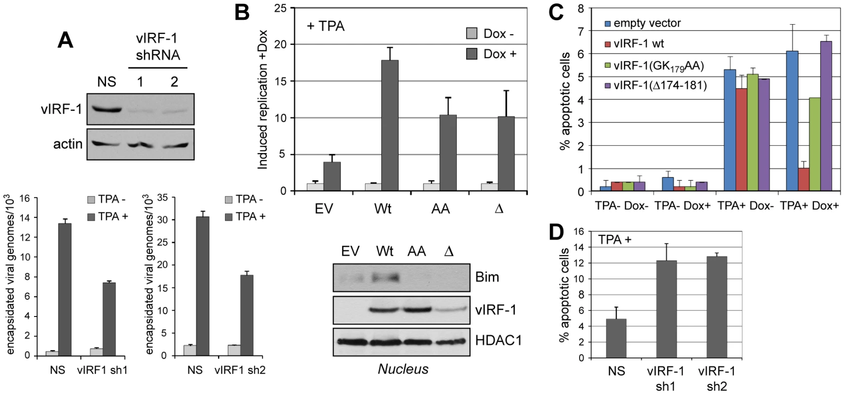 vIRF-1 function and significance of vIRF-1:Bim interaction in the context of virus infection.