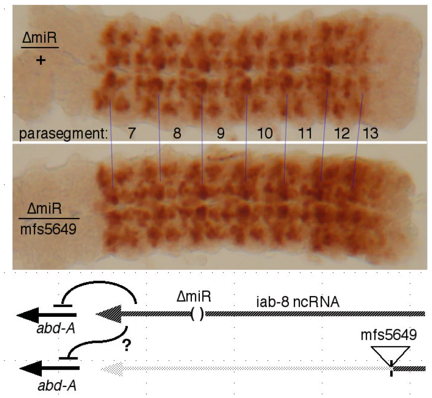 Test for <i>trans</i> repression by the iab-8 ncRNA.