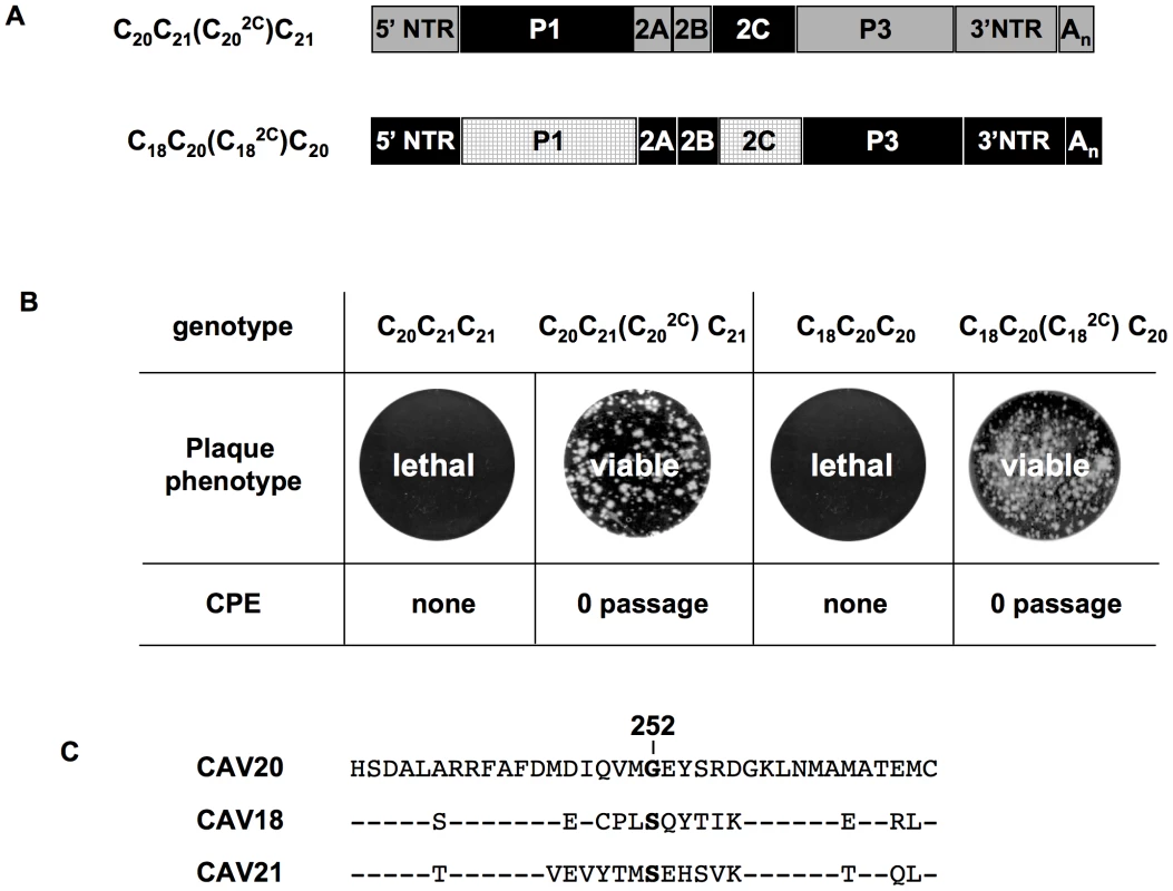 Rescue of lethal C-CAV chimeras by 2C<sup>ATPase</sup> of the same origin as P1.