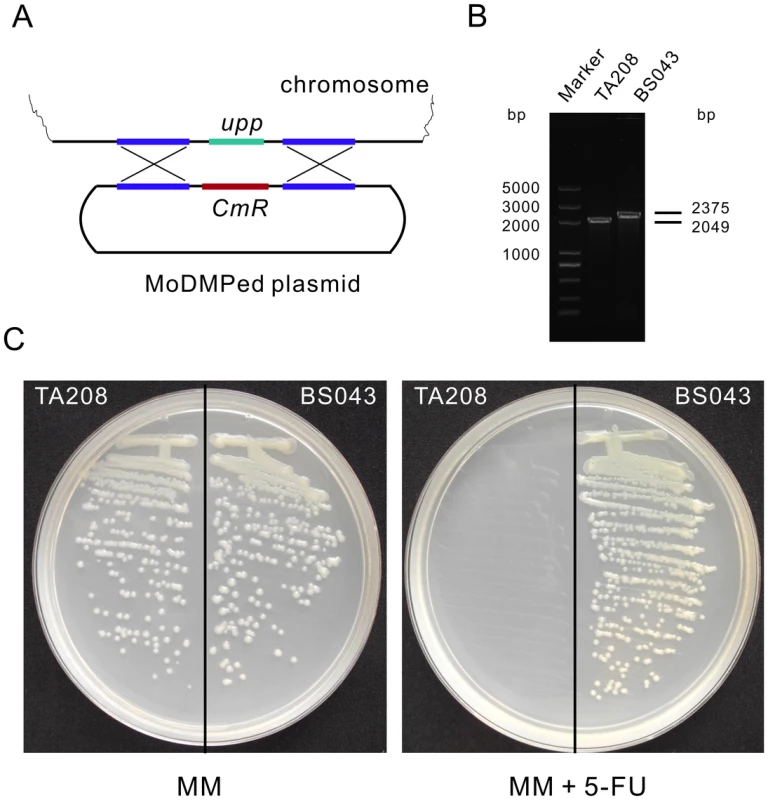 Inactivation of <i>upp</i> in <i>B. amyloliquefaciens</i> TA208 using an integration plasmid that underwent the MoDMP pipeline.