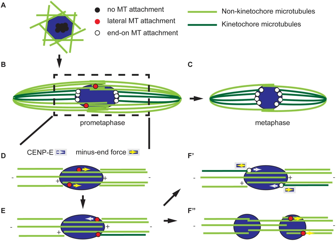 Model for acentrosomal spindle assembly and chromosome orientation.