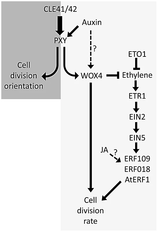 Model showing ethylene and PXY signalling act in parallel pathways in vascular development.