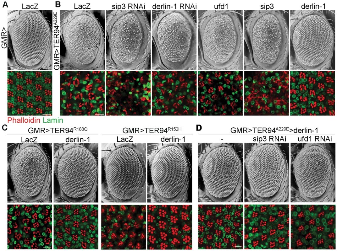 Derlin-1 modifies the neurodegeneration associated with the pathogenic TER94 mutants.