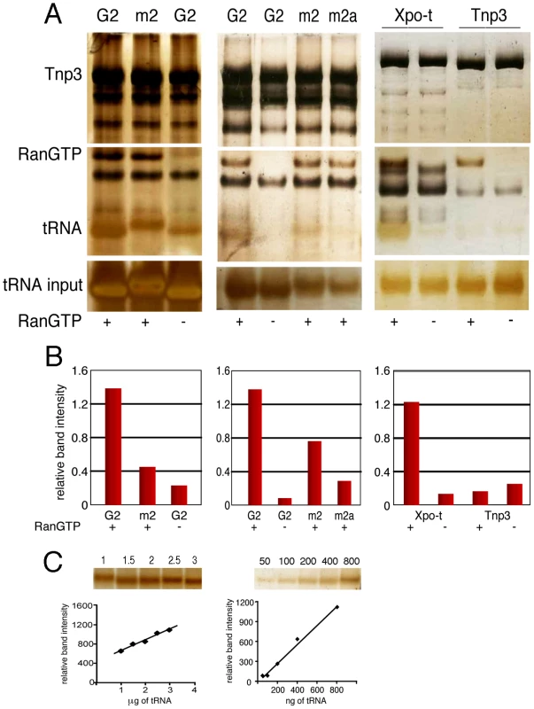 Binding of tRNAs to Tnp3 is influenced by the 3′ CCA end.