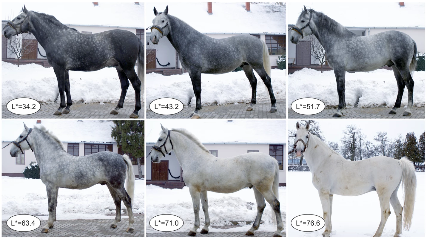 Variation of grey levels of the coat, represented by L* values, in six grey Lipizzan horses.