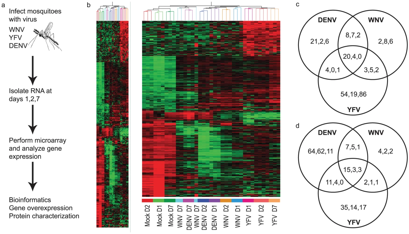 Genome-wide microarray analysis of the mosquito transcriptome during WNV, DENV and YFV infection.