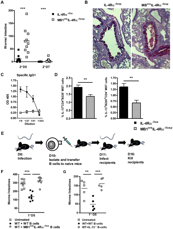 B cell IL-4Rα expression is required for optimal immunity to <i>N. brasiliensis</i> re-infection.