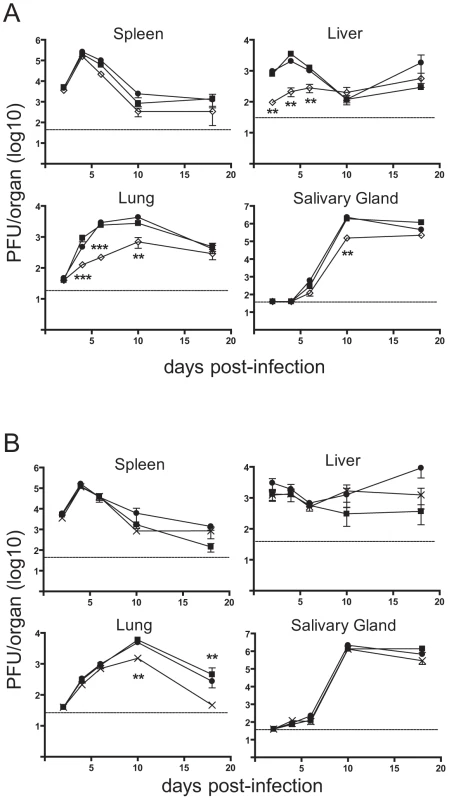 Loss of m41.1 or m41 impairs viral replication <i>in vivo</i>.