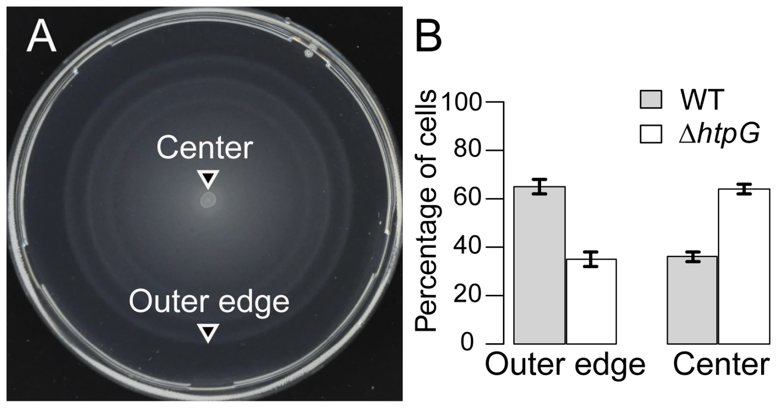 <i>ΔhtpG E. coli</i> cells spread less efficiently on soft-agar plates.