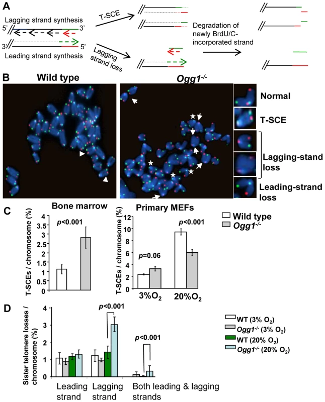T-SCEs and telomere lagging or leading strand loss in wild-type and <i>Ogg1<sup>−/−</sup></i> mouse cells.