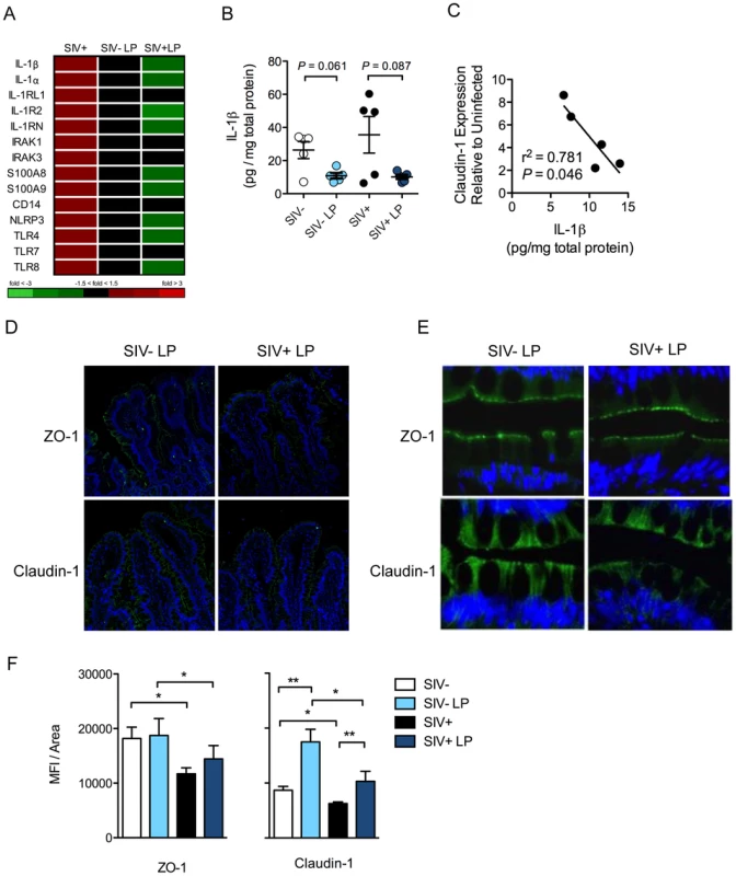 <i>L. plantarum</i> suppresses mediators of inflammation and enhances epithelial tight junction integrity.