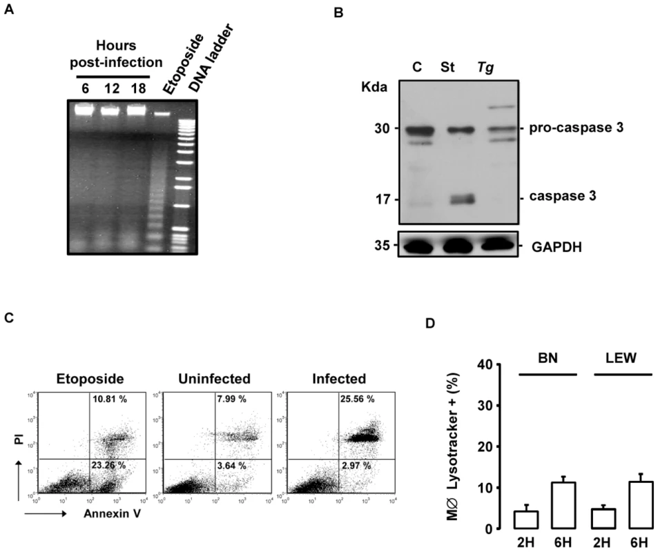 The <i>T. gondii</i>-induced death of infected LEW macrophages is neither apoptosis nor autophagy.