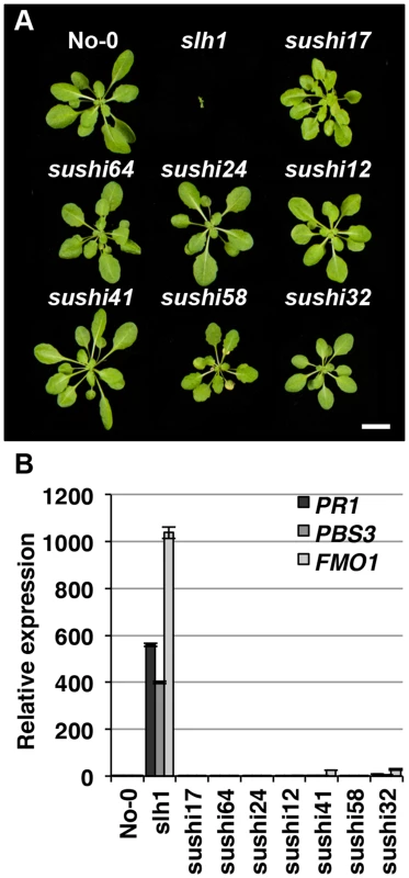 Identification of <i>sushi</i> (suppressor of <i>slh1</i> immunity) mutants.
