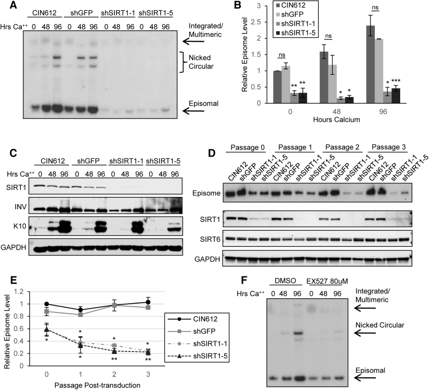 Depletion of SIRT1 by shRNA inhibits viral DNA replication and amplification