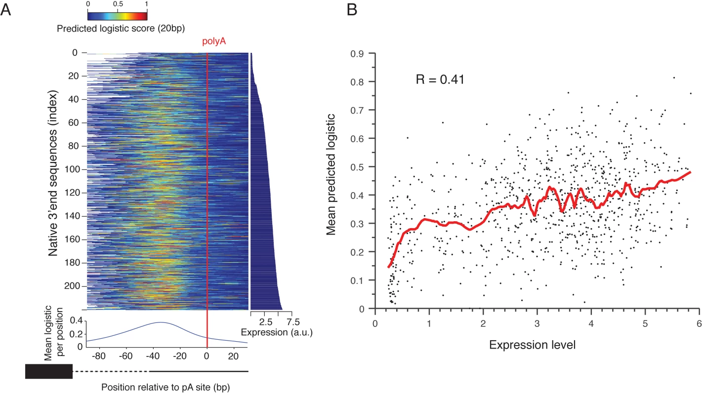Prediction of polyadenylation signals in native sequences.