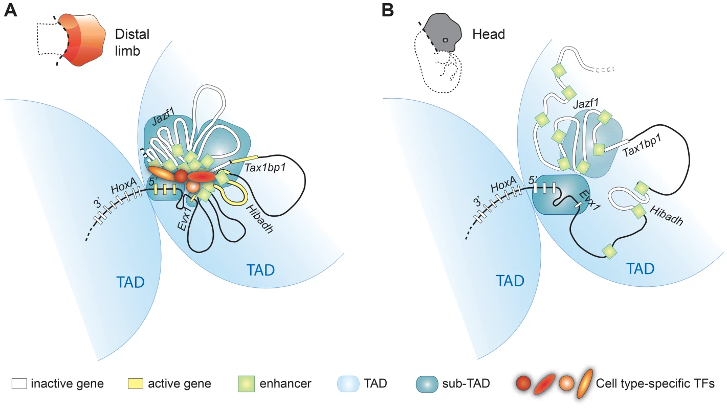 Model illustrating how genome topology underlies the tissue-specific regulation of <i>HoxA</i> genes.