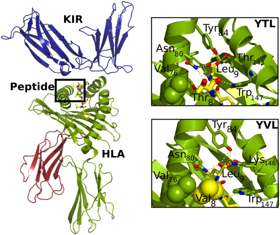 Structural details of the HLA/peptide/KIR three-way complex.
