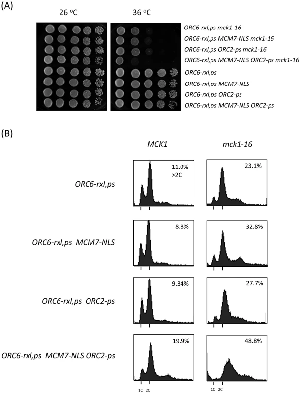 Mechanism of DNA re-replication control by Mck1 kinase is additive.