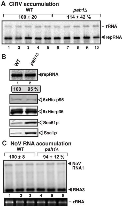 Deletion of <i>PAH1</i> does not affect the accumulation of CIRV and NoV RNAs in yeast.