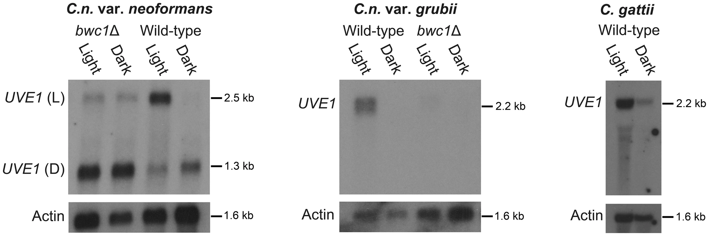 <i>UVE1</i> is a Bwc1-regulated gene in <i>Cryptococcus</i>.