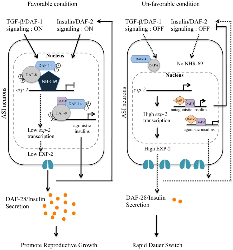 Working model for DAF-8 and NHR-69 modulation of insulin secretion in <i>C. elegans</i>.
