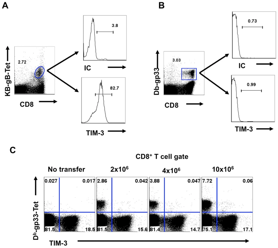 TIM-3 is expressed on TCR stimulated CD8<sup>+</sup> T cells.