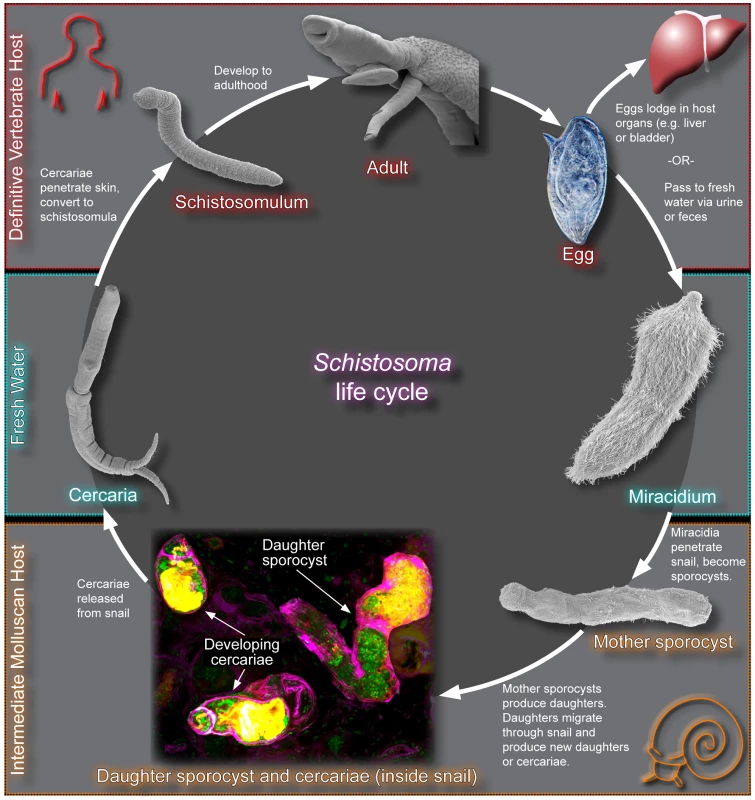 The schistosome life cycle.