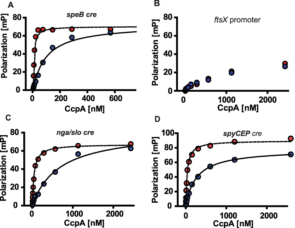 Recombinant CcpA-(HPr-Ser46-P) binds specifically to DNA from GAS genes encoding virulence factors.