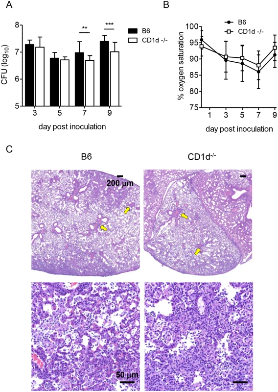 CD1d<sup>-/-</sup> mice have modestly reduced lung LVS burden but no differences in lung pathology.