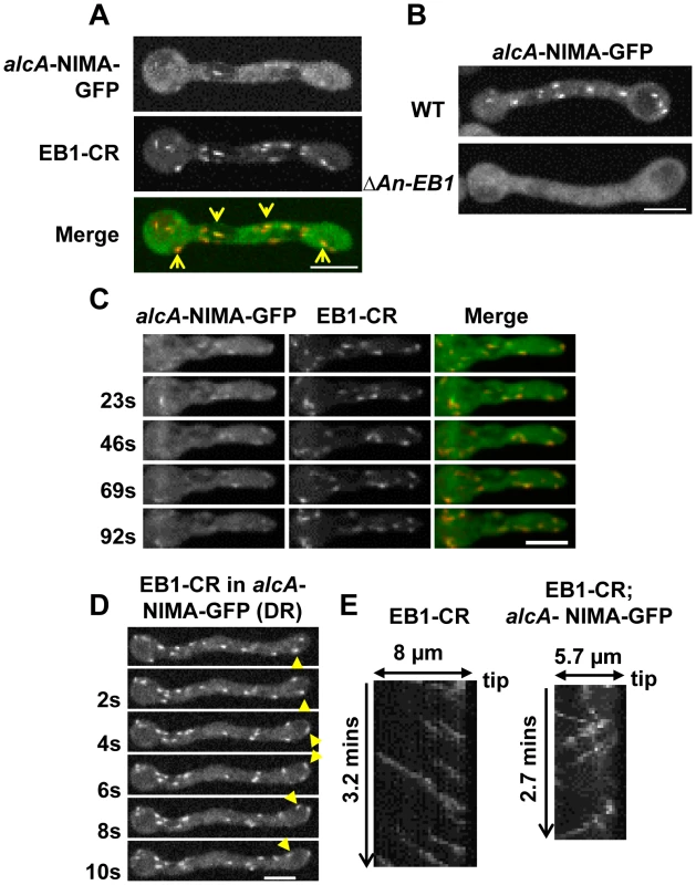 Ectopic NIMA-GFP locates to the plus ends of microtubules in an EB1 dependent manner.