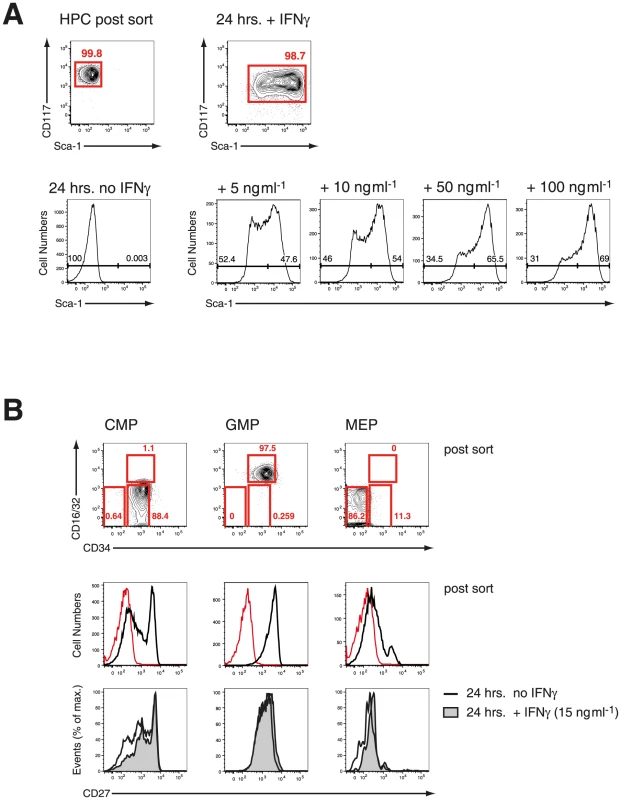 IFN-γ in vitro effectively upregulates Sca-1 on HPCs without affecting expression of CD27.