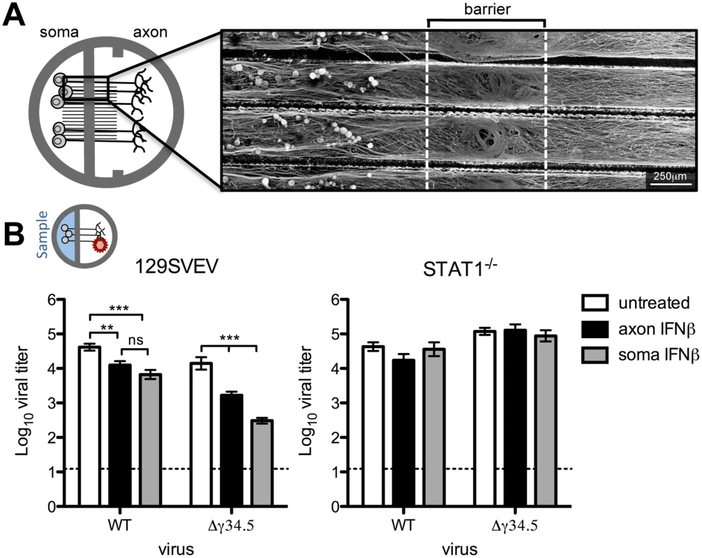 Paracrine IFNβ signaling at the cell body and distal axon reduces HSV-1 titers upon axonal infection.