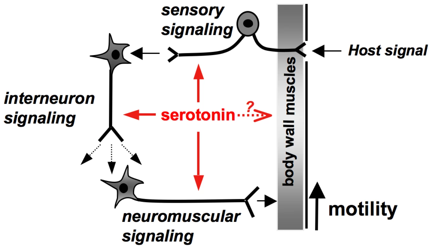 Model of serotonin signaling mediated by Sm5HTR in <i>S. mansoni</i>.