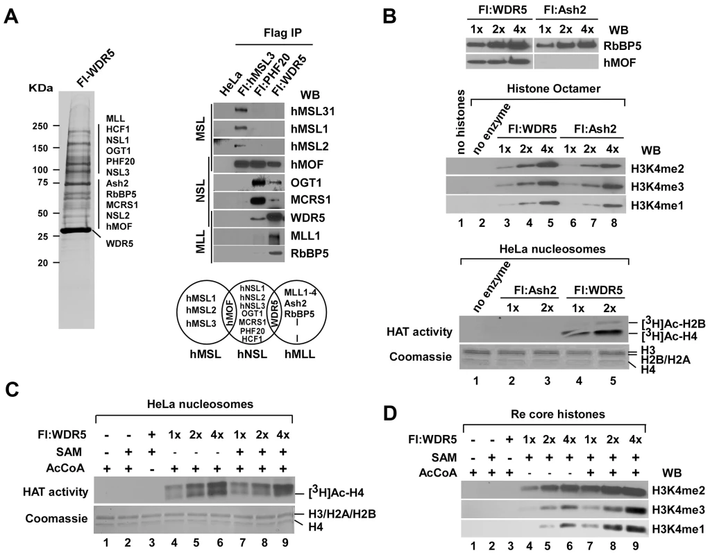 HAT activity facilitates histone H3K4 methylation by WDR5-containing complex <i>in vitro</i>.