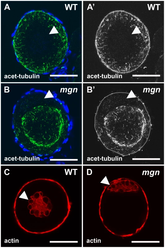Localization of stable microtubules but not actin is disrupted in <i>mgn</i> mutant oocytes.