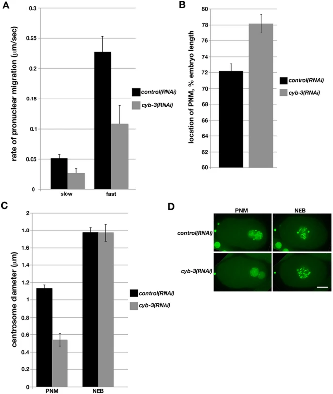 Depletion of <i>C. elegans</i> Cyclin B3 leads to defects in pronuclear migration and synchrony of chromosome condensation.
