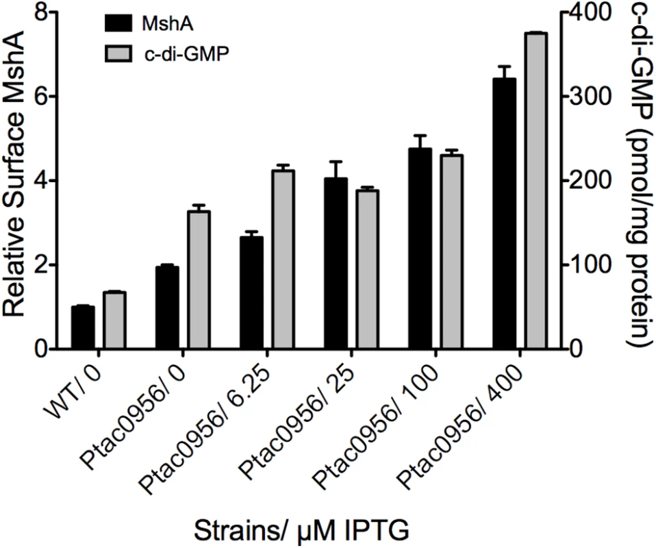 MshA pilus production correlates with c-di-GMP.