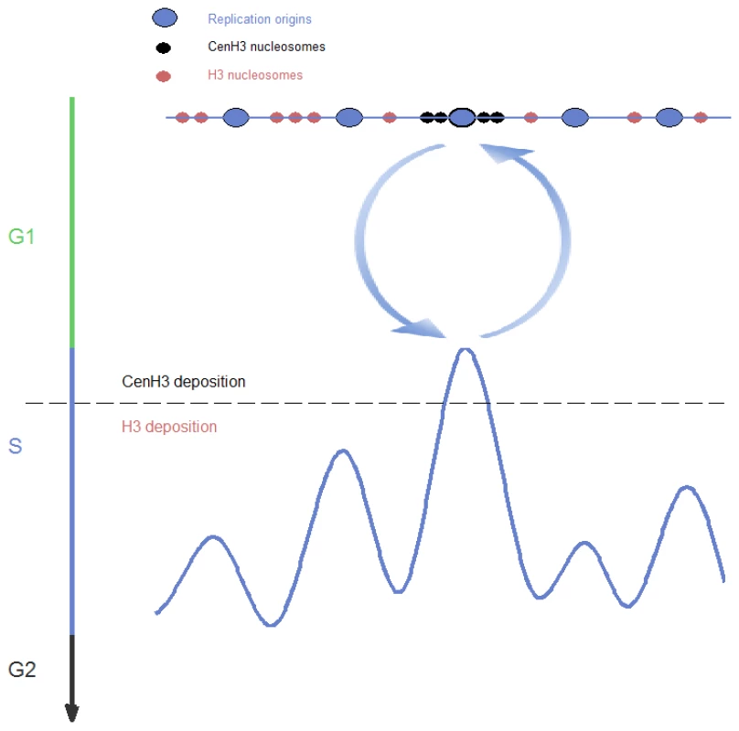A model of DNA replication-timing–dependent epigenetic centromere inheritance.