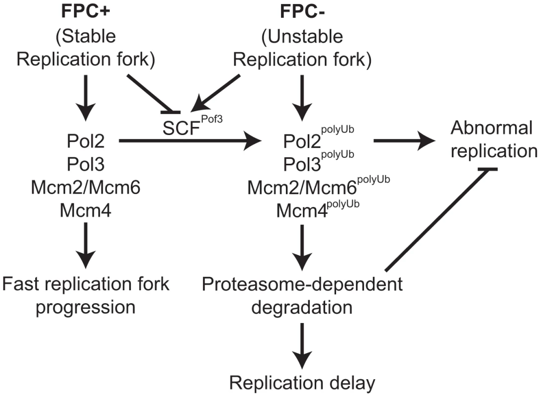 Degradation of replisome components prevents genomic instability.