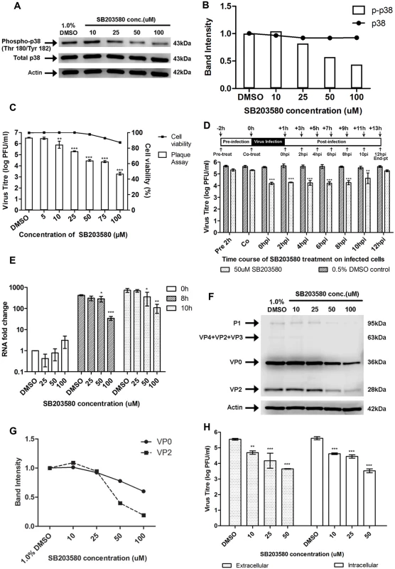 Treatment with p38 MAPK inhibitor (SB203580) inhibits EV71 replication at the viral protein synthesis stage.