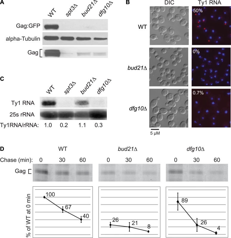 Ty1 RNA and Gag are destabilized subsequent to Gag synthesis in the N-glycosylation mutant, <i>dfg10Δ</i>.