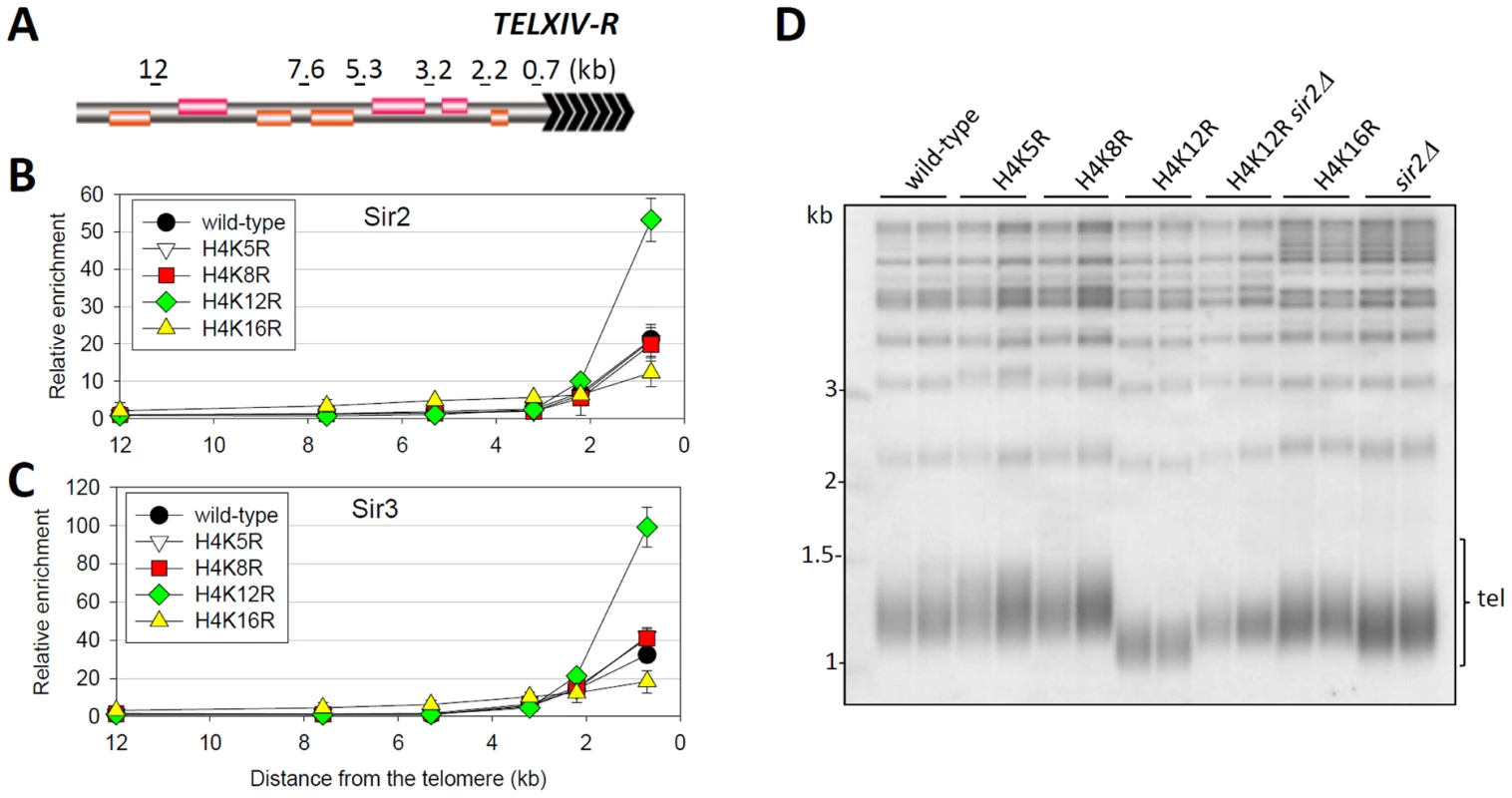 Regulation of telomere structure by histone H4K12 acetylation.