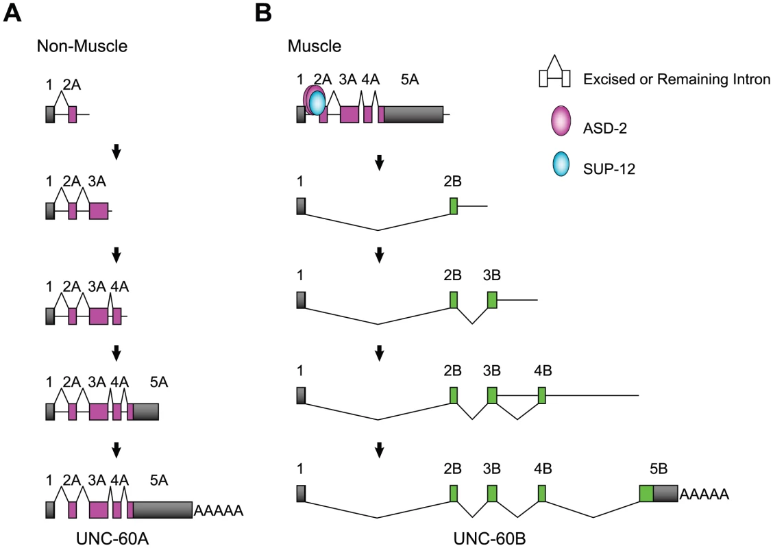 Schematic illustrations of the tissue-specific alternative processing of the <i>unc-60</i> pre-mRNA during the course of transcription.