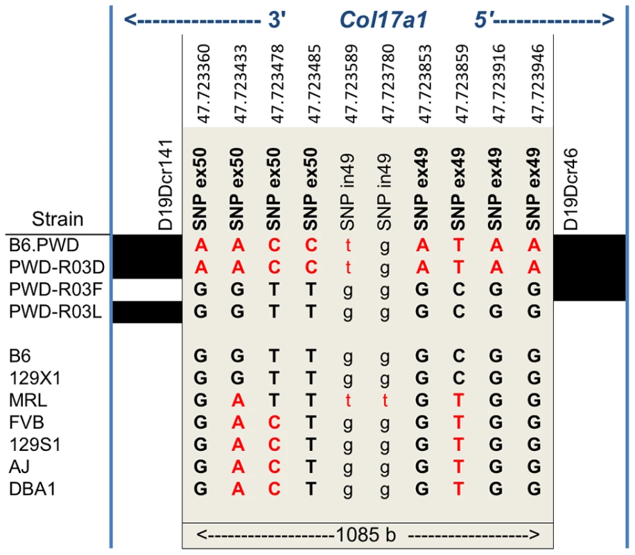 Nucleotide variation within the 1085<i>Col17a1</i> among phenotyped mouse strains.