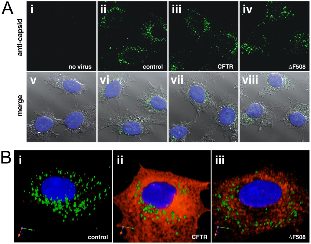 Perinuclear accumulation of AAV capsids in control, CFTR, or ΔF508-CFTR cells.