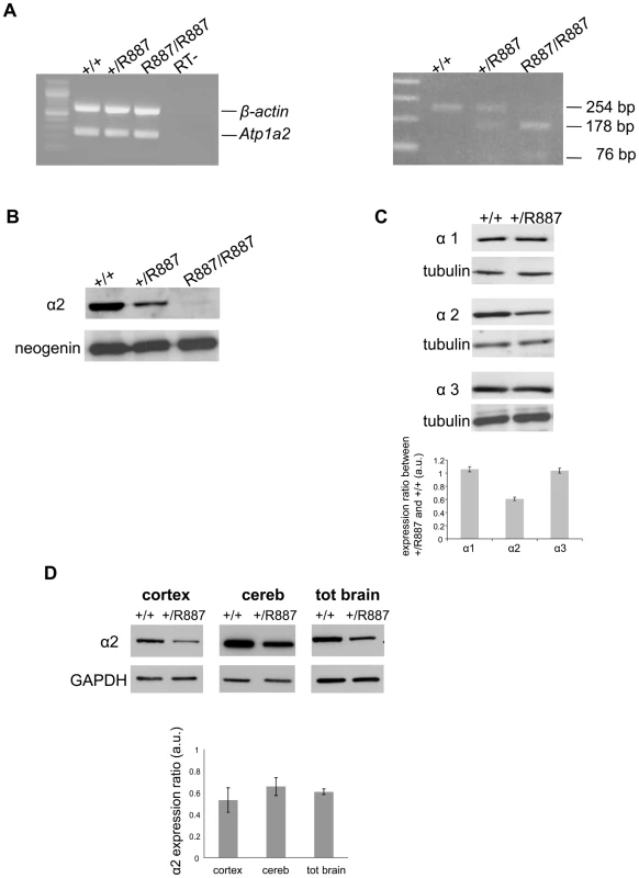 In vivo expression of mutant <i>Atp1a2</i>.