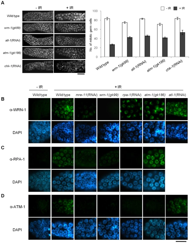 WRN-1 influences cell cycle arrest and the nuclear localization of ATM-1 and RPA-1 after γ-irradiation.