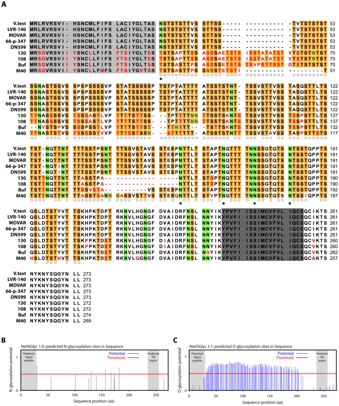 Sequence analysis of the Bo10 encoded proteins of nine BoHV-4 strains.