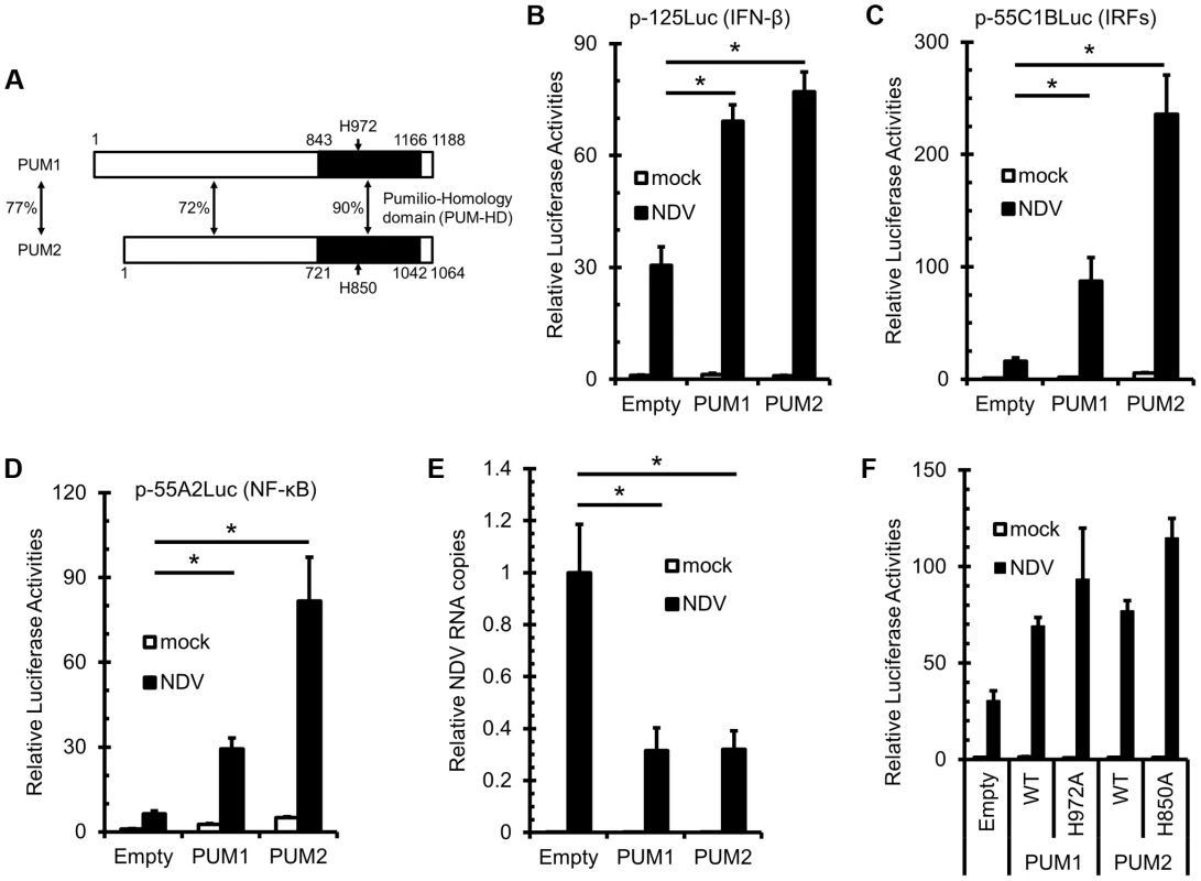 Overexpression of PUM1 and PUM2 results in enhanced NDV-induced <i>IFNB</i> promoter activity.